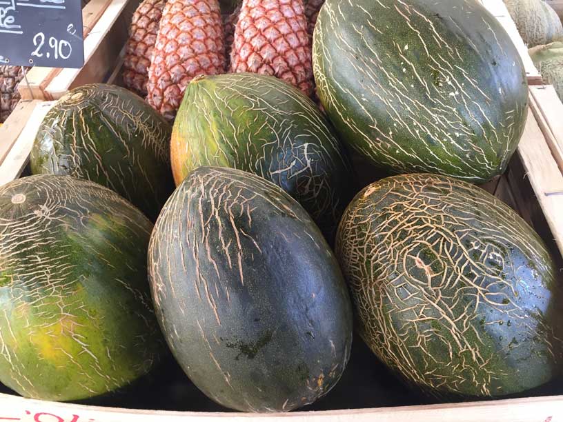 Melon vert - Le Potager Coudoux