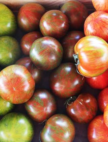 Légumes - tomate - le potager coudoux