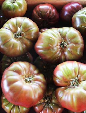 Légumes - tomate - le potager coudoux