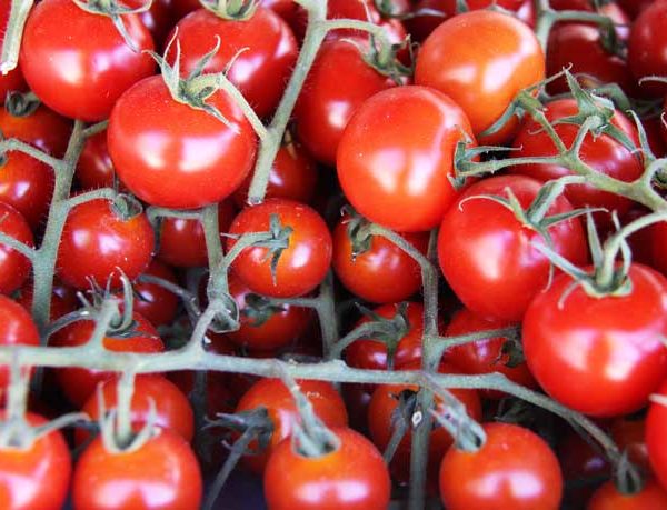 Légumes - tomate cerise - le potager coudoux