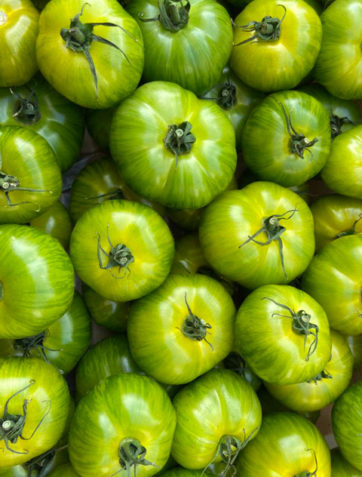 tomate-green-zebra-face-potager-coudoux