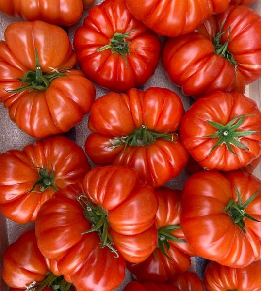 tomate-marmande-potager-coudoux