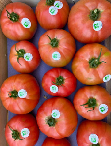tomates-rose-de-berne-bio-anciennes-provence-potager-coudoux