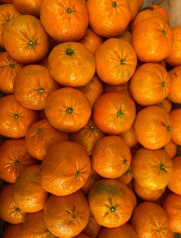 mandarine-de-sicile-le-potager-de-coudoux