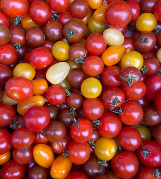 tomate-cerise-multi-potager-coudoux