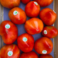 tomates-coeur-de-boeuf-bio-anciennes-provence-potager-coudoux