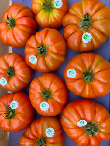 tomates-marmande-bio-anciennes-provence-potager-coudoux