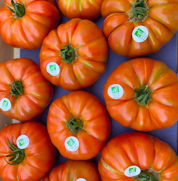 tomates-marmande-bio-anciennes-provence-potager-coudoux