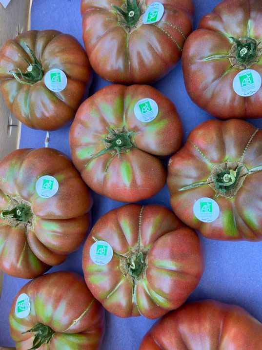 tomates-noir-de-crimee-bio-anciennes-provence-potager-coudoux